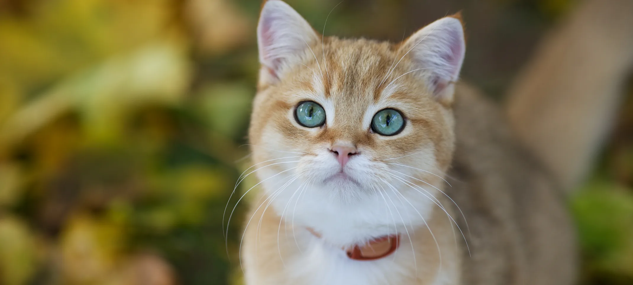 Cat thyroid top treatment cost